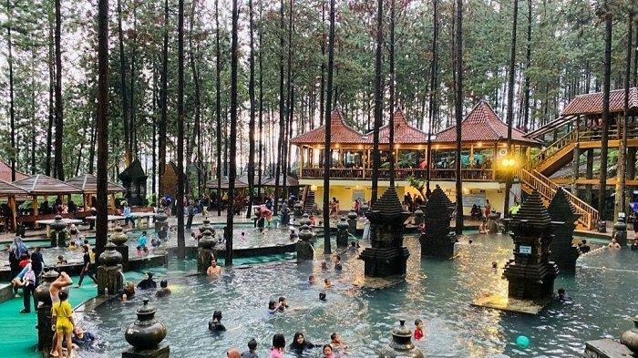Panorama hutan pinus di Guci Forest Tegal dengan udara sejuk dan pemandangan pegunungan.