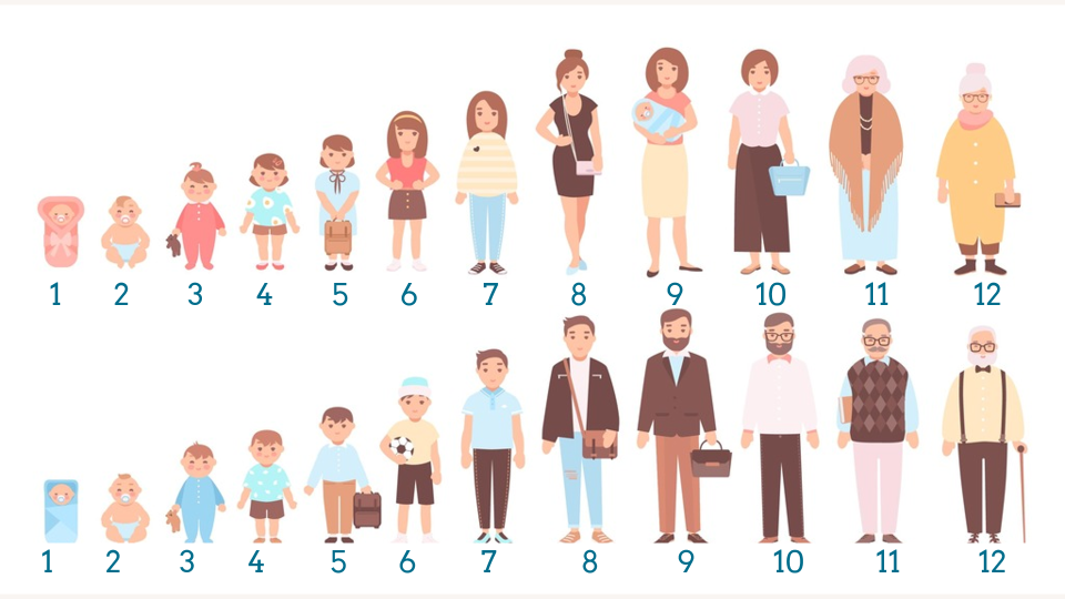 Tahap Perkembangan Manusia dari Bayi hingga Dewasa Ilustrasi pertumbuhan manusia dari bayi, anak, remaja hingga dewasa